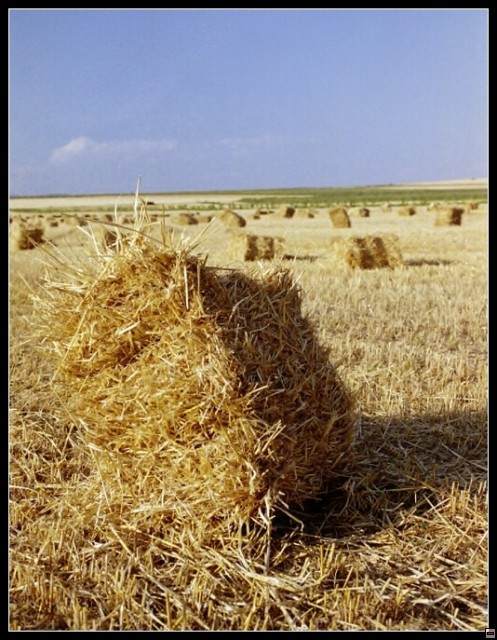 img00060.jpg