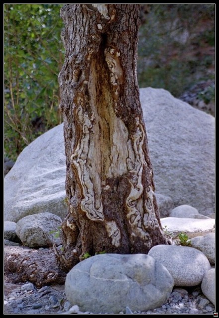 img00063.jpg