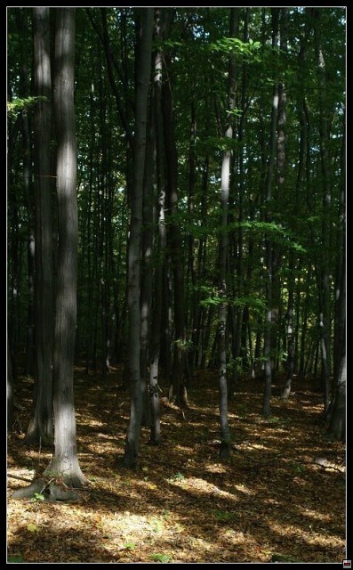 img00070.jpg