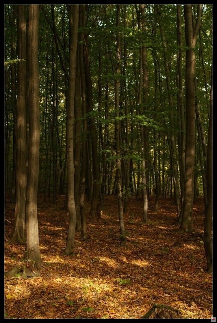 img00071.jpg
