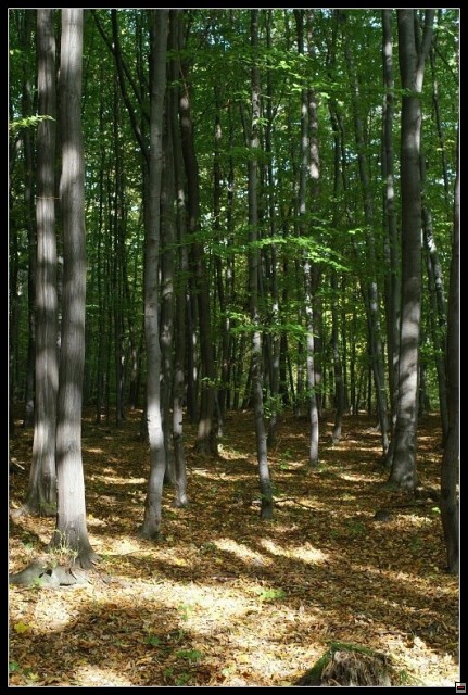 img00072.jpg